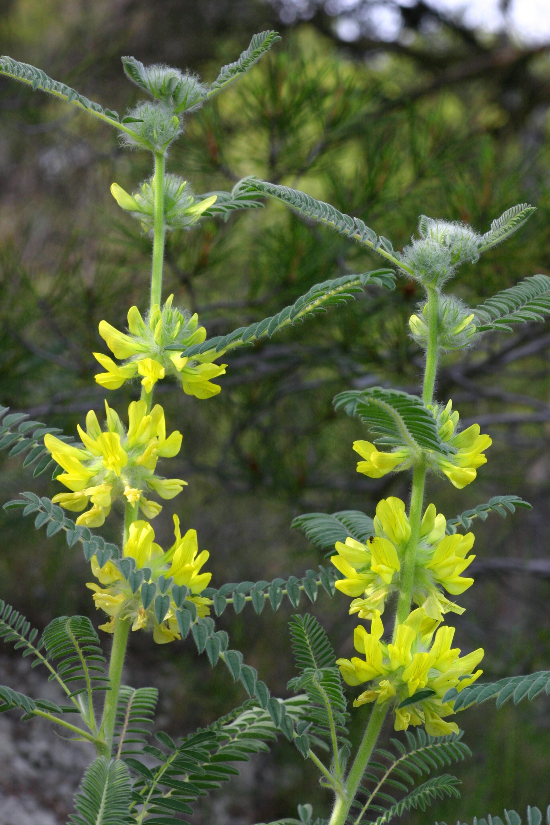 astragalus